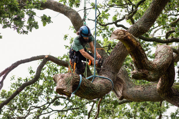 Best Leaf Removal  in Beach Haven, NJ