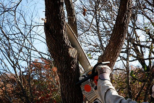 Beach Haven, NJ Tree Services Company