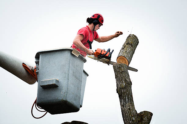 Best Seasonal Cleanup  in Beach Haven, NJ