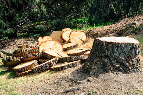 How Our Tree Care Process Works  in  Beach Haven, NJ